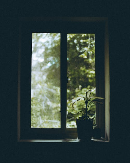 Imagine de stoc gratuită din arbore, camera intunecata, fereastră de sticlă