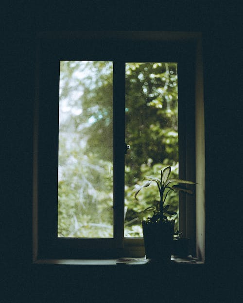 Green Potted Plant near the Glass Window