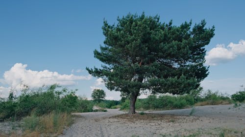 Green Tree on Sandy Ground 