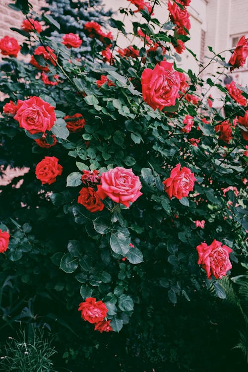 垂直拍摄, 植物群, 紅玫瑰 的 免费素材图片
