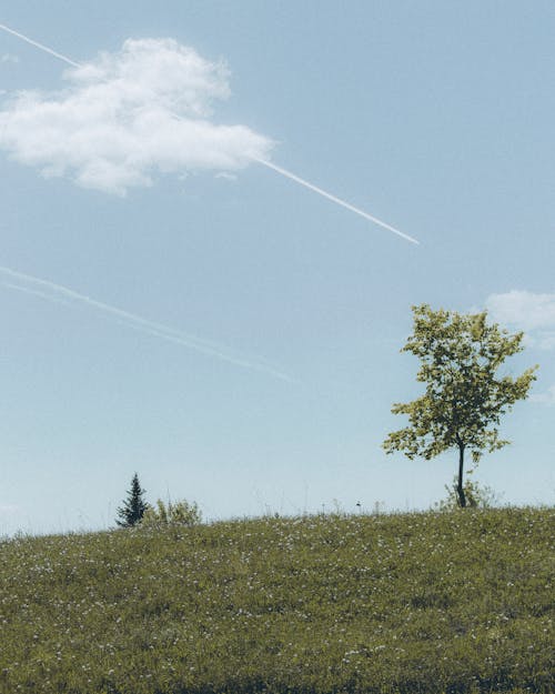 Безкоштовне стокове фото на тему «блакитне небо, вертикальні постріл, дерево»