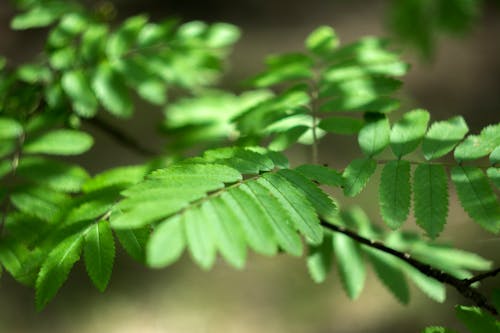 Imagine de stoc gratuită din a închide, plantă, rowan