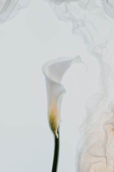 Elegant calla lily with soft, flowing fabric backdrop in a minimalist style.