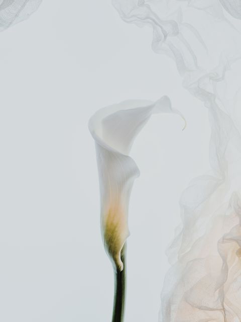 Civil Ceremony invitation calla-lily