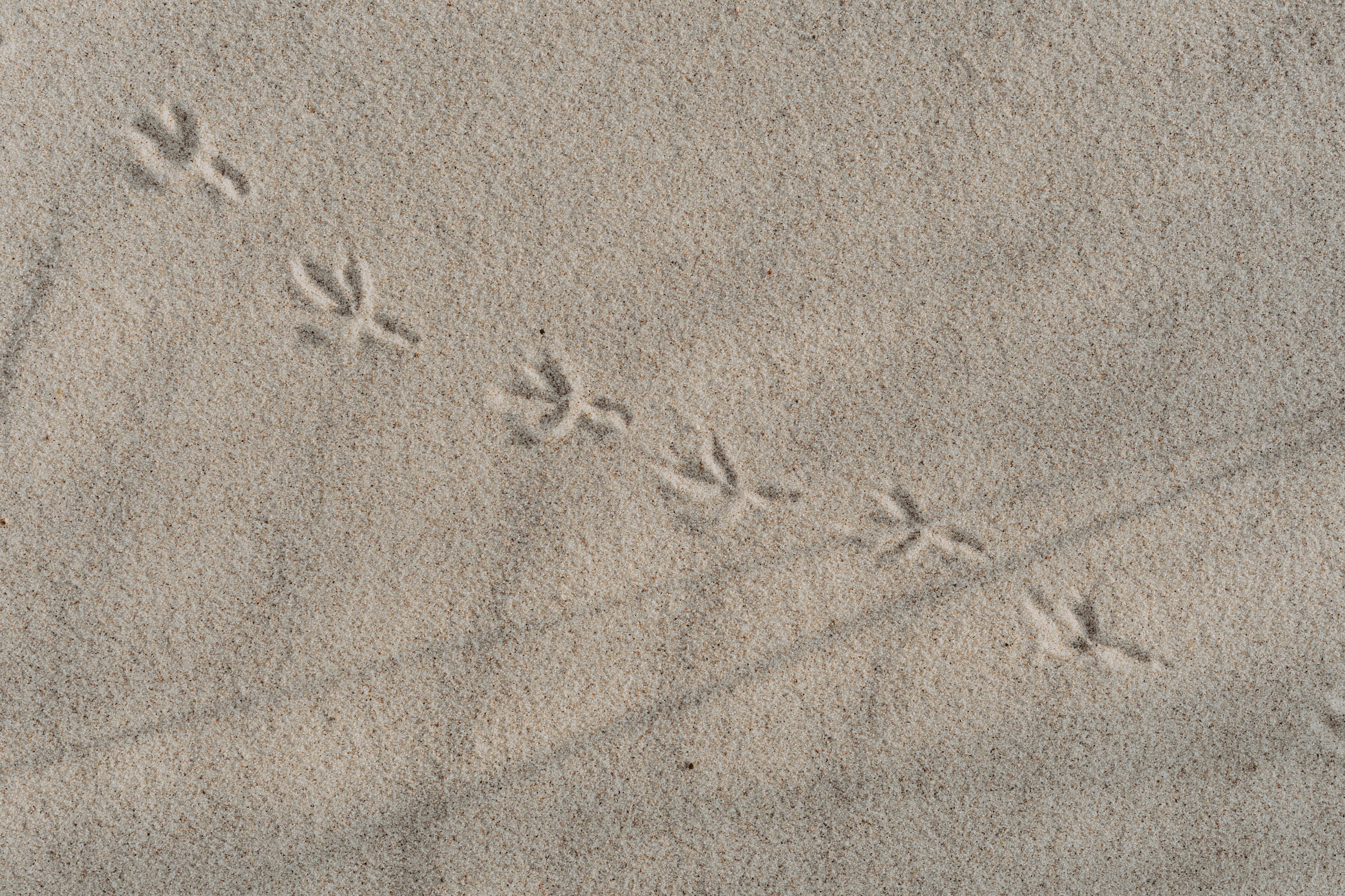 Doğada Hayvan İzlerini Tanıma ve Takip Etme