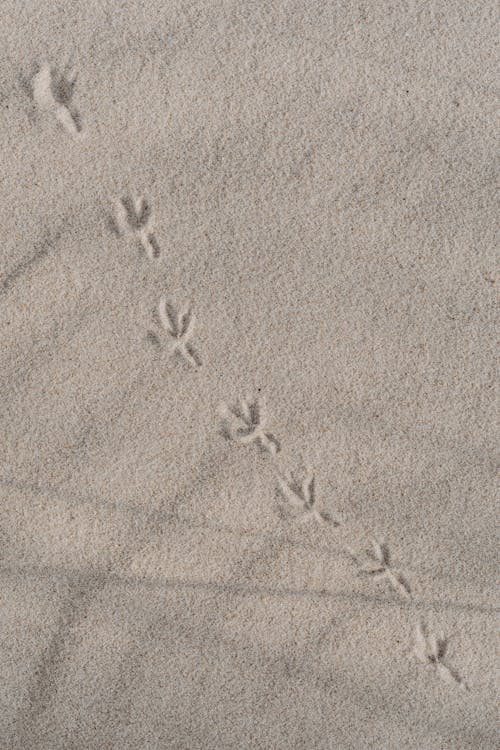 Free Footprints of a Chicken on the Sand Stock Photo