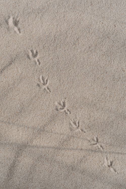 Free Bird footprints traverse soft sand, creating natural patterns on a sunny day. Stock Photo