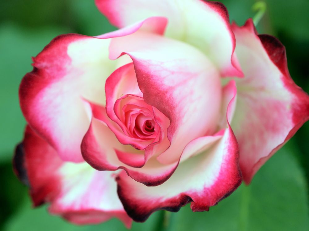 Oflower Close up of Flower · Free Stock Photo