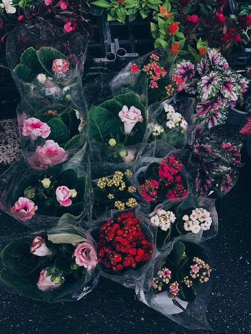 Imagine de stoc gratuită din buchet, floră, flori