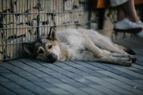 Free A tired dog resting on urban pavement next to a stone wall with partial human presence. Stock Photo