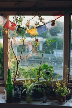 A collection of plants and a green bottle on a window sill with colorful textiles in natural light.
