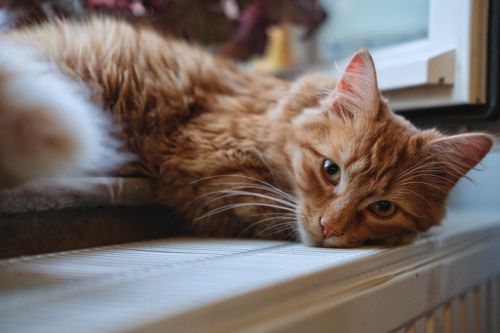 Free A cozy ginger cat resting on a windowsill by a heater, enjoying warmth. Stock Photo