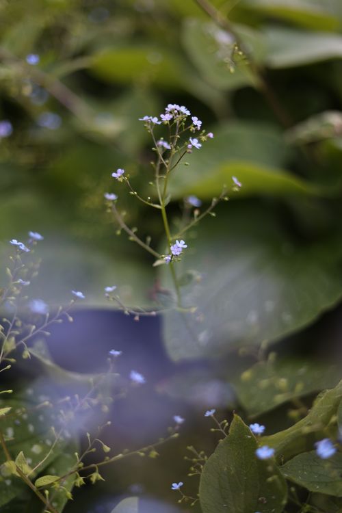 Free Close-up of small blue flowers surrounded by lush green leaves in Bradford, England. Stock Photo