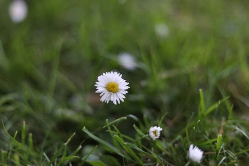 Free A single white daisy blooming amidst vibrant green grass in Bradford, UK. Stock Photo