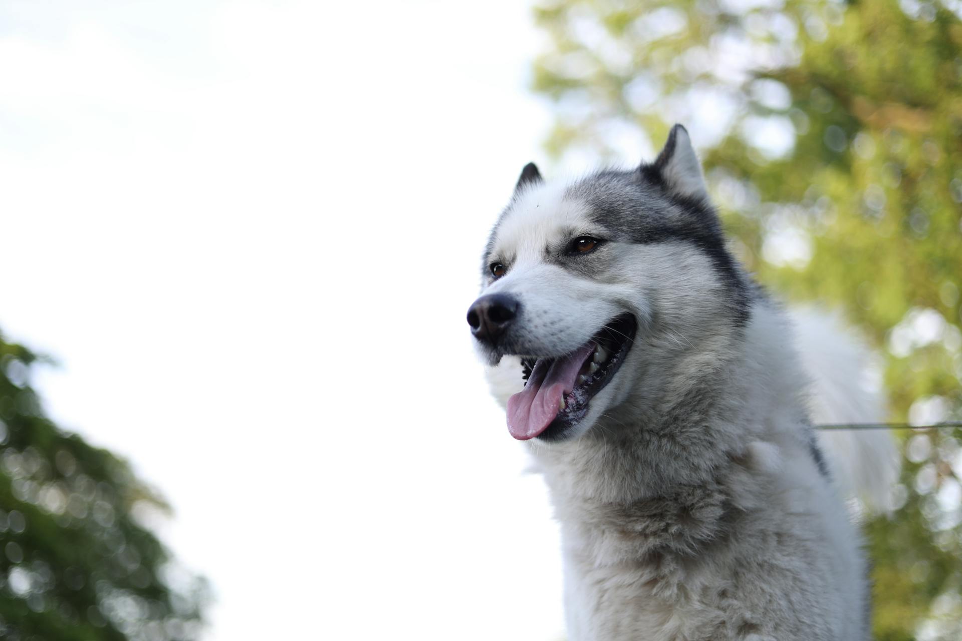 A Black and White Siberian Husky