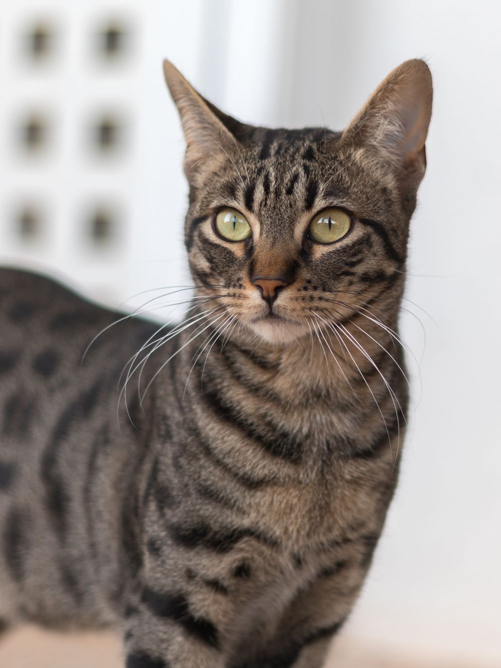 Tabby cat looking directly at the camera with bright eyes