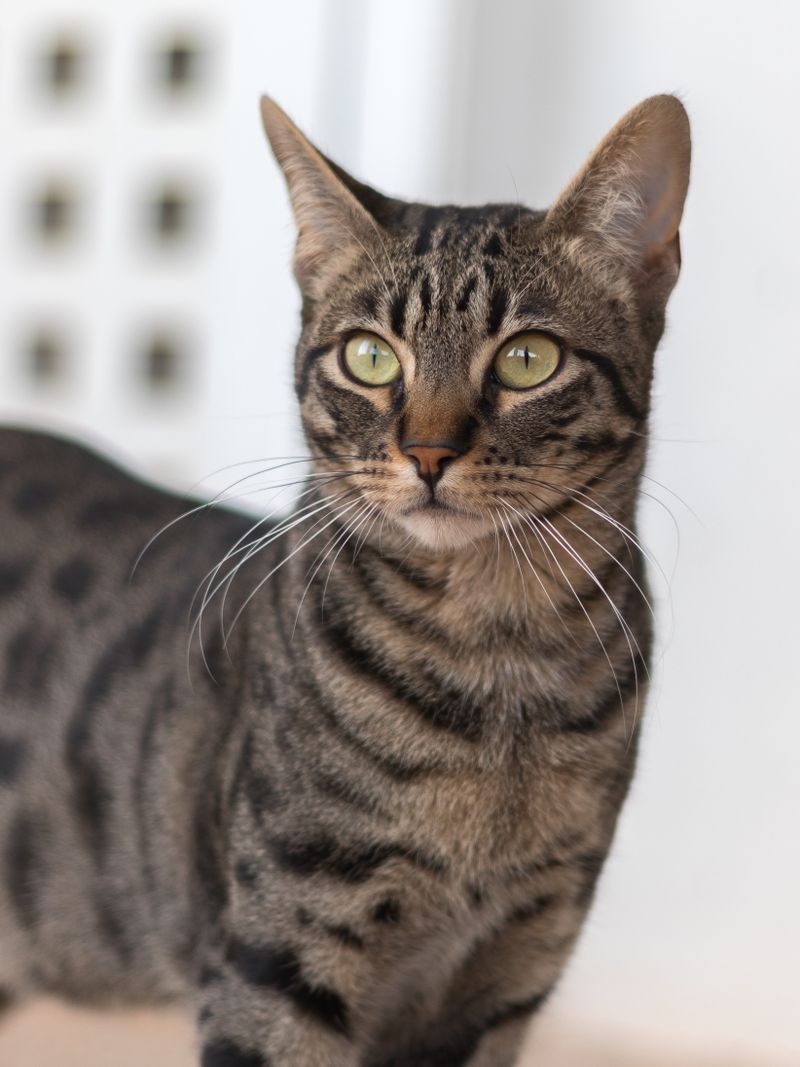 Tabby cat with bright eyes during a health exam