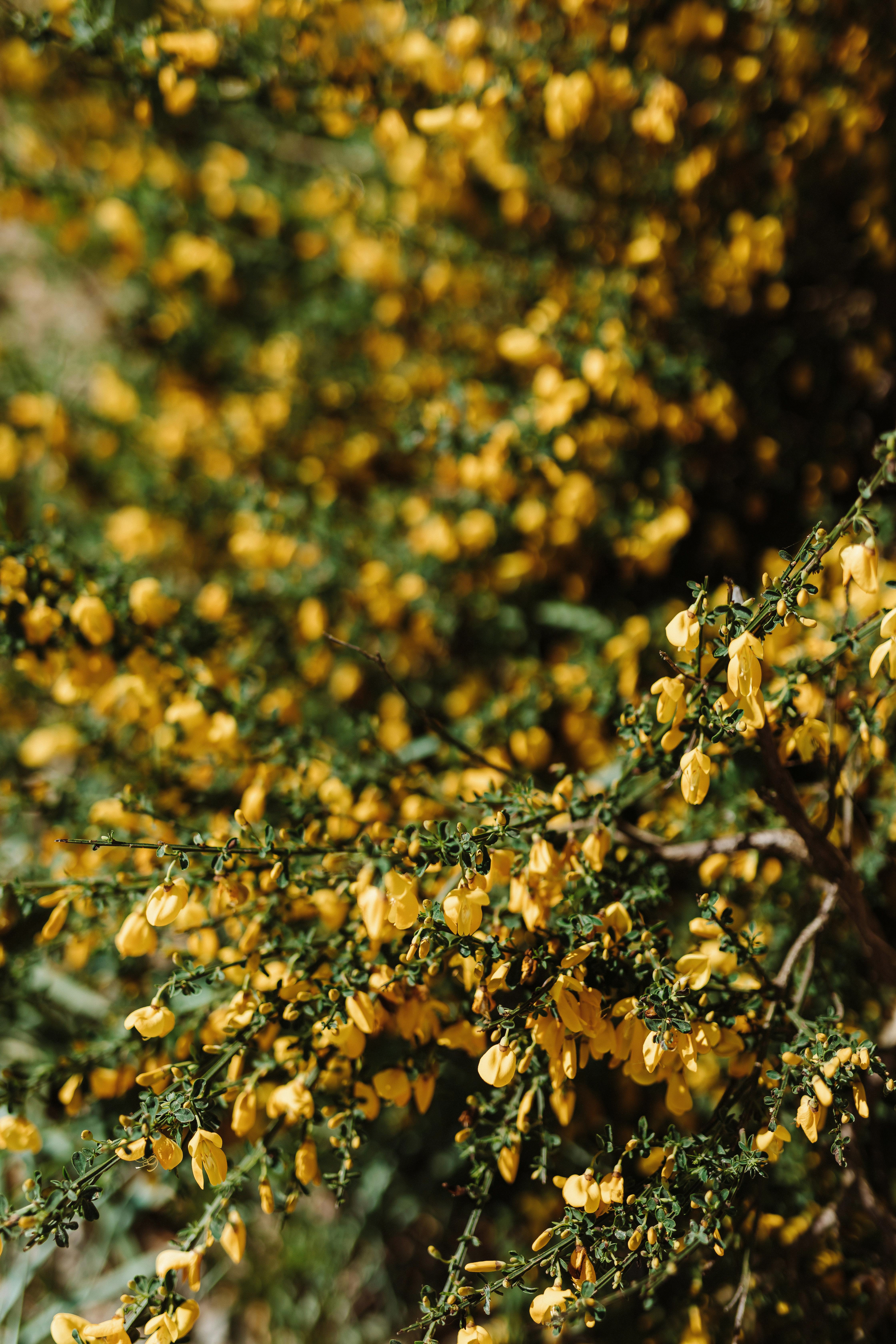 yellow tree blossom