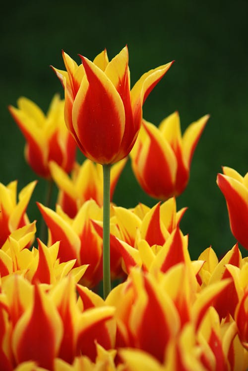 Red and Yellow Flowers in Close Up Photography