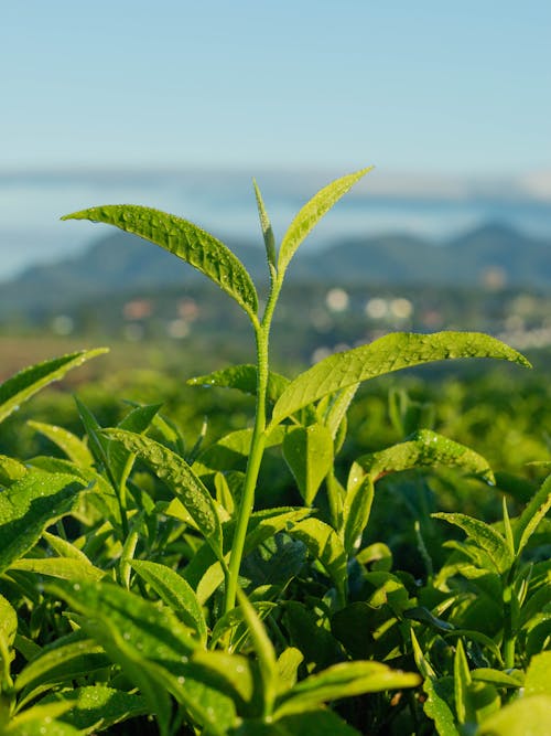 Free stock photo of tea drink, tea leafs, tea leaves