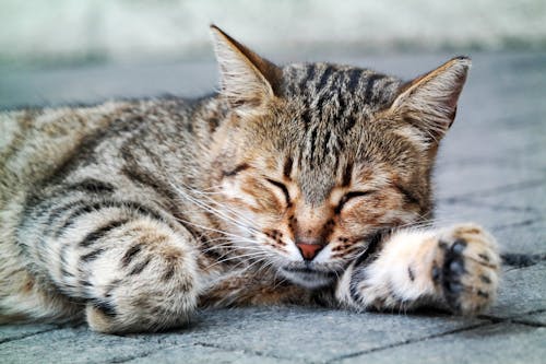 Free Brown Tabby Cat Lying on Gray Concrete Floor Stock Photo