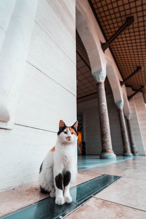 Cat Sitting on the Floor