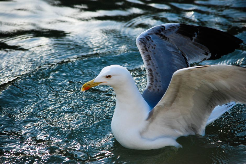 Close-up of a seagull gliding over the Bosphorus waters in Istanbul, Türkiye.
