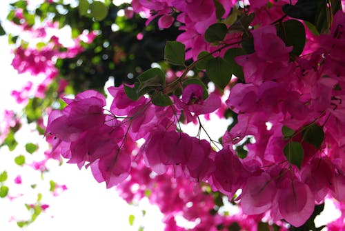 Free stock photo of flower, pink flowers Stock Photo