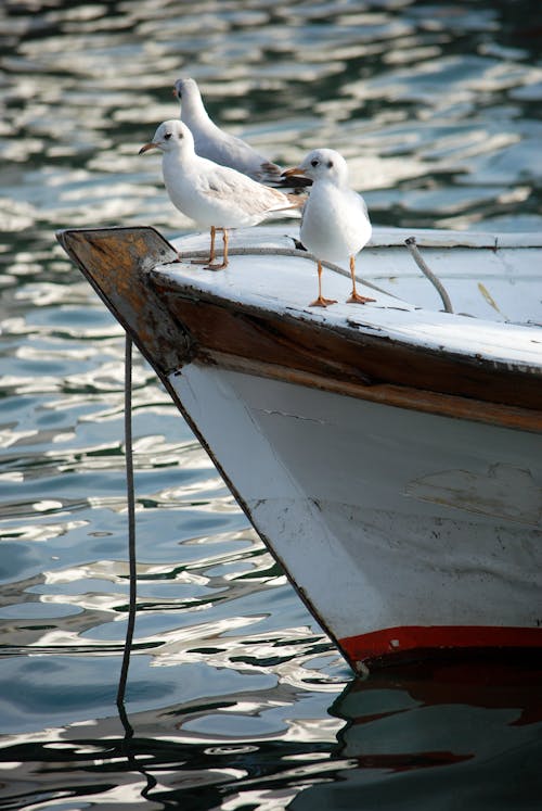 Free stock photo of dinghy, sea, seagull Stock Photo