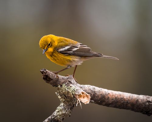 Free A vivid yellow warbler stands on a branch, showcasing natural beauty outdoors. Stock Photo