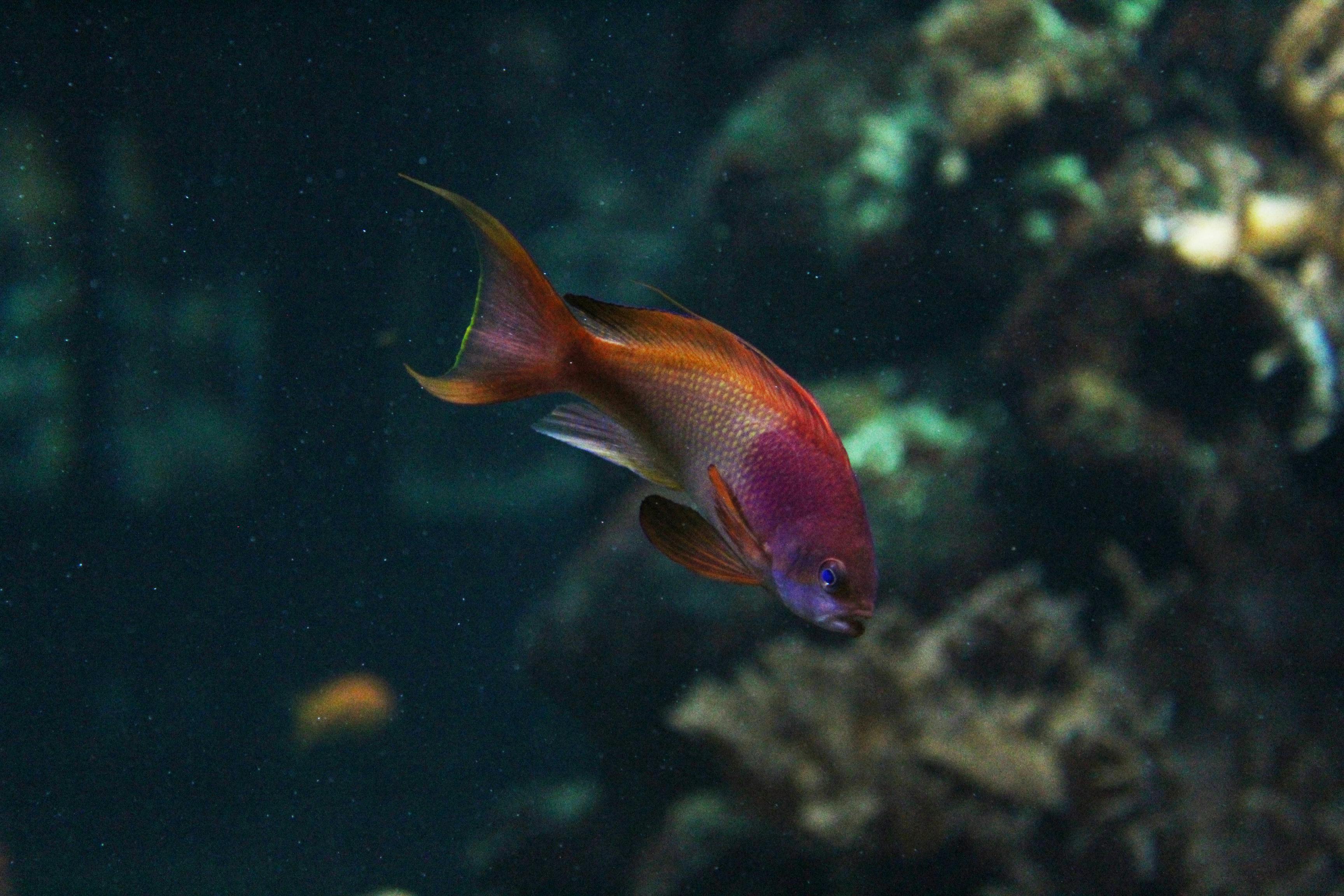 Free stock photo of animal, dark, fish