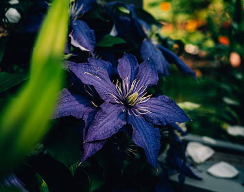 Fotos de stock gratuitas de al aire libre, de cerca, flor lila