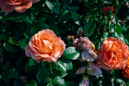 バラ, フラワーズ, 咲くの無料の写真素材