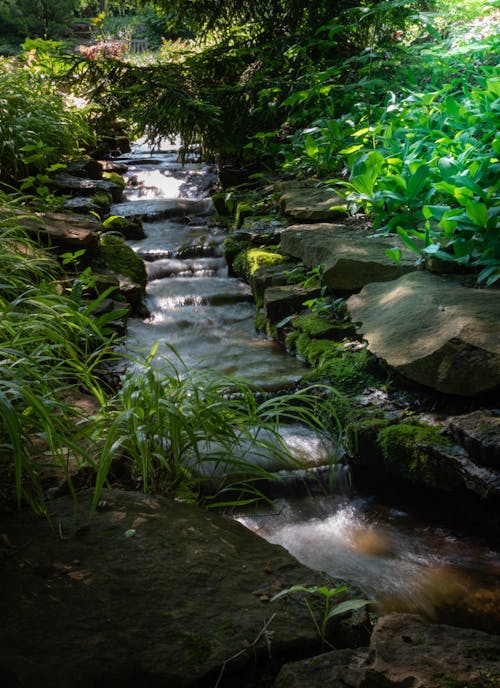 Foto profissional grátis de árvore, cachoeira, corrente