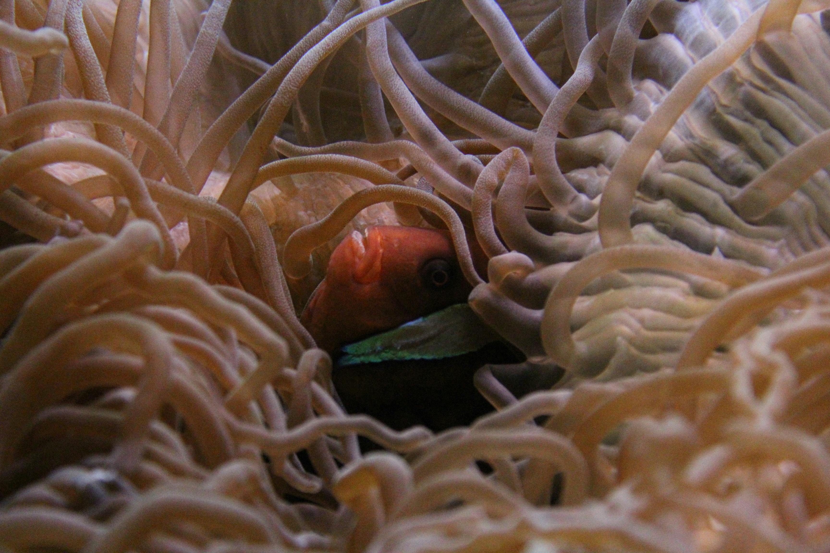 Free stock photo of anemone, Clown fish, fish