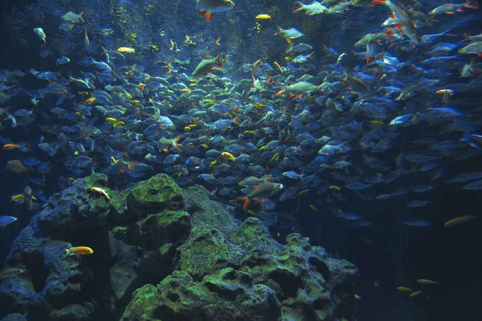 Vibrant Banggai Cardinalfish swimming in an aquarium setting, showcasing its distinct fins and stripes.