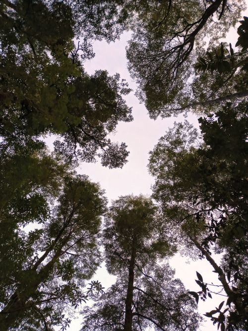 Free Upward perspective of tall trees creating a dense canopy in Los Lagos, Chile. Stock Photo