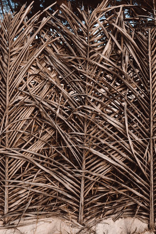 垂直拍摄, 棕櫚樹葉, 棕色 的 免费素材图片