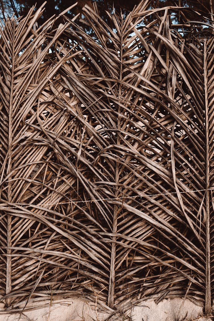 Brown Dried Palm Leaves 