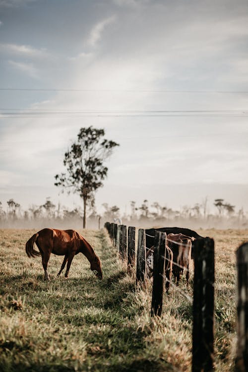 Horses Eating Grass by a Fence