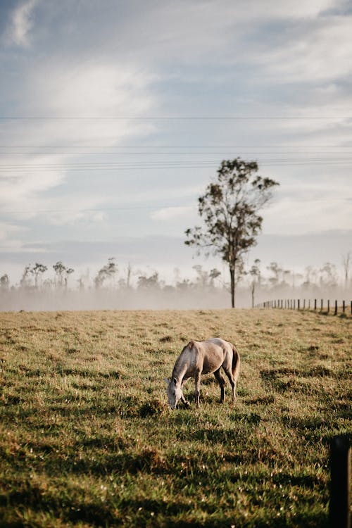 Photos gratuites de animal, cheval, équin