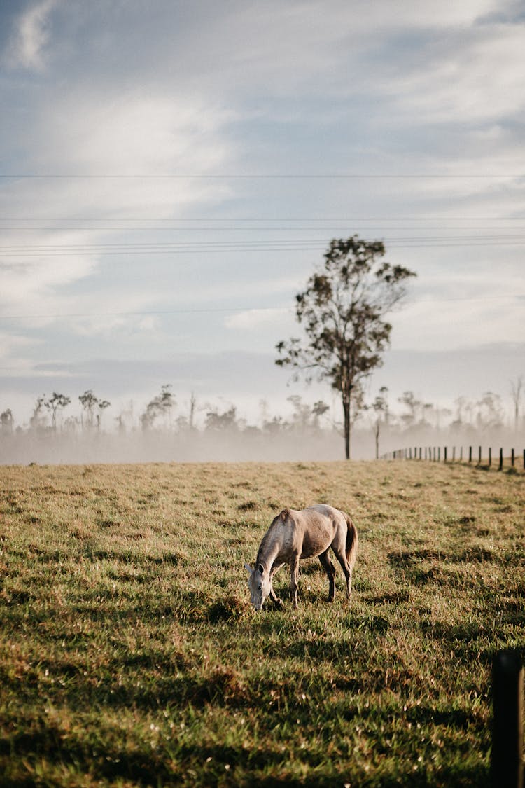 A Brown Horse Eating Pasture Grass 