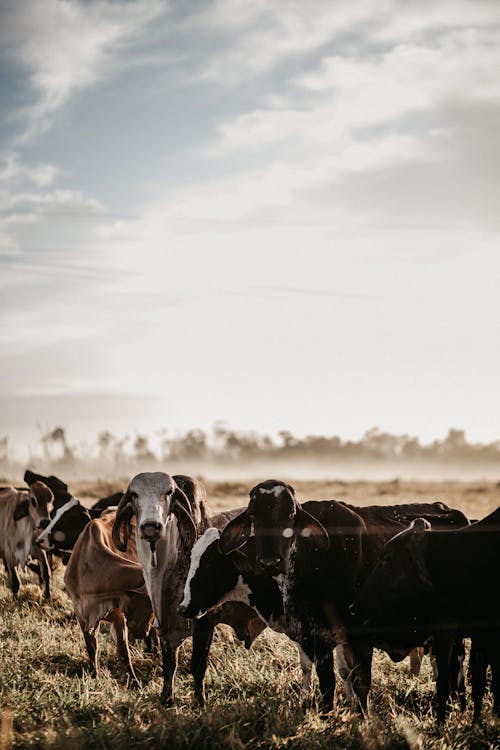 bezplatná Základová fotografie zdarma na téma farma, farmářská zvířata, hospodářská zvířata Základová fotografie
