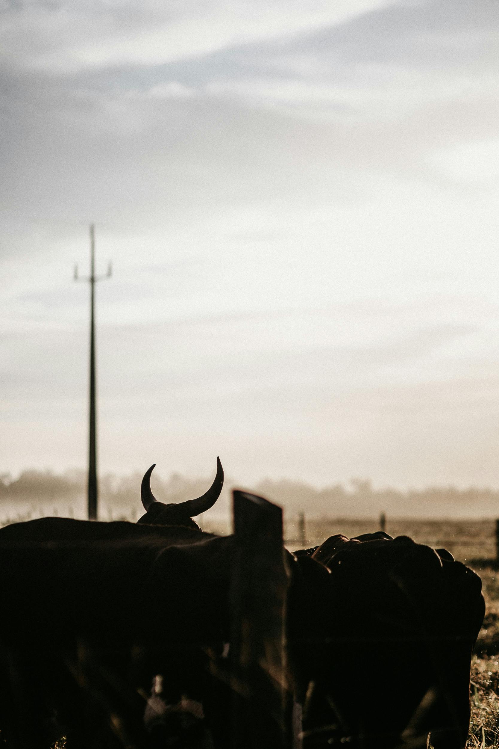 grátis Foto profissional grátis de agricultura, alvorecer, ambiente calmo Foto profissional