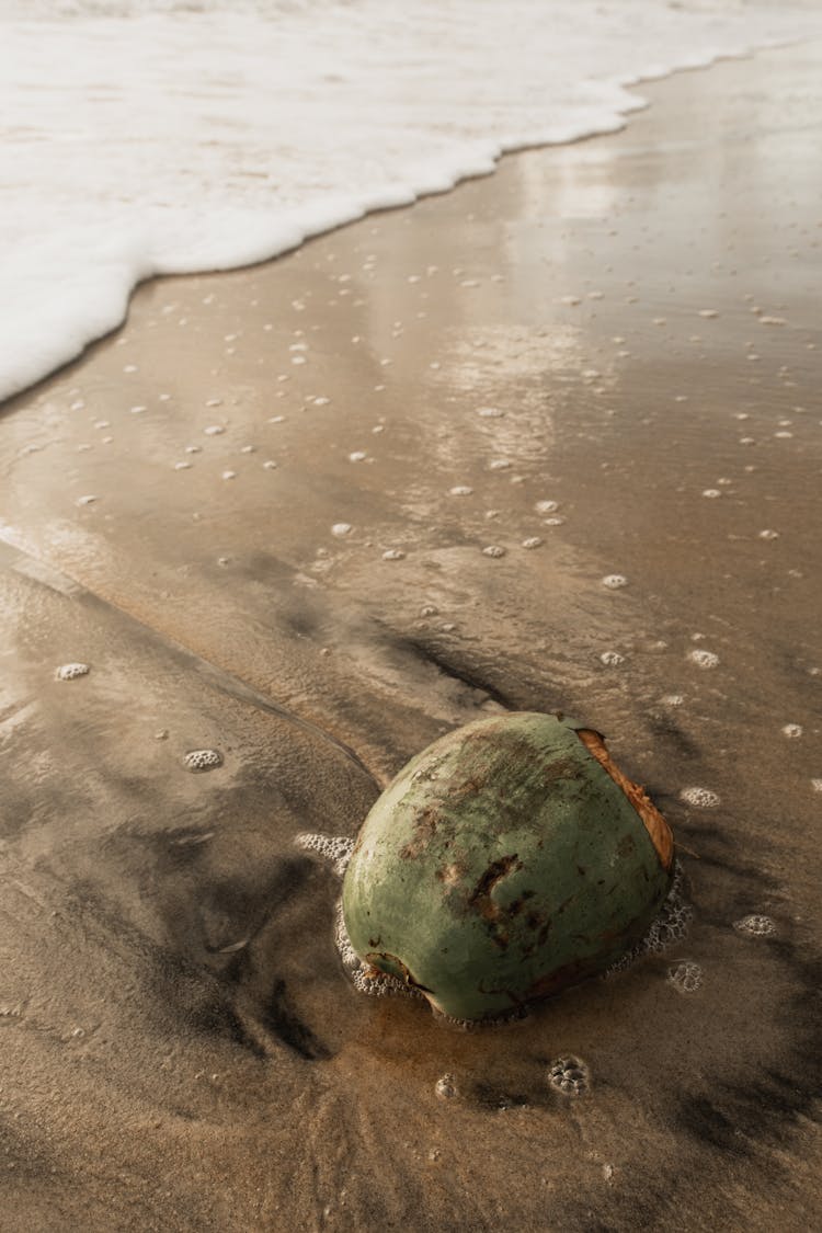 Dried Coconut Fruit In The Beach Sand