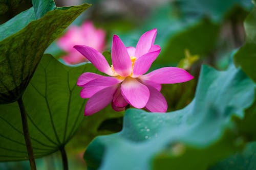 бесплатная Бесплатное стоковое фото с водные растения, водяная лилия, красивый Стоковое фото