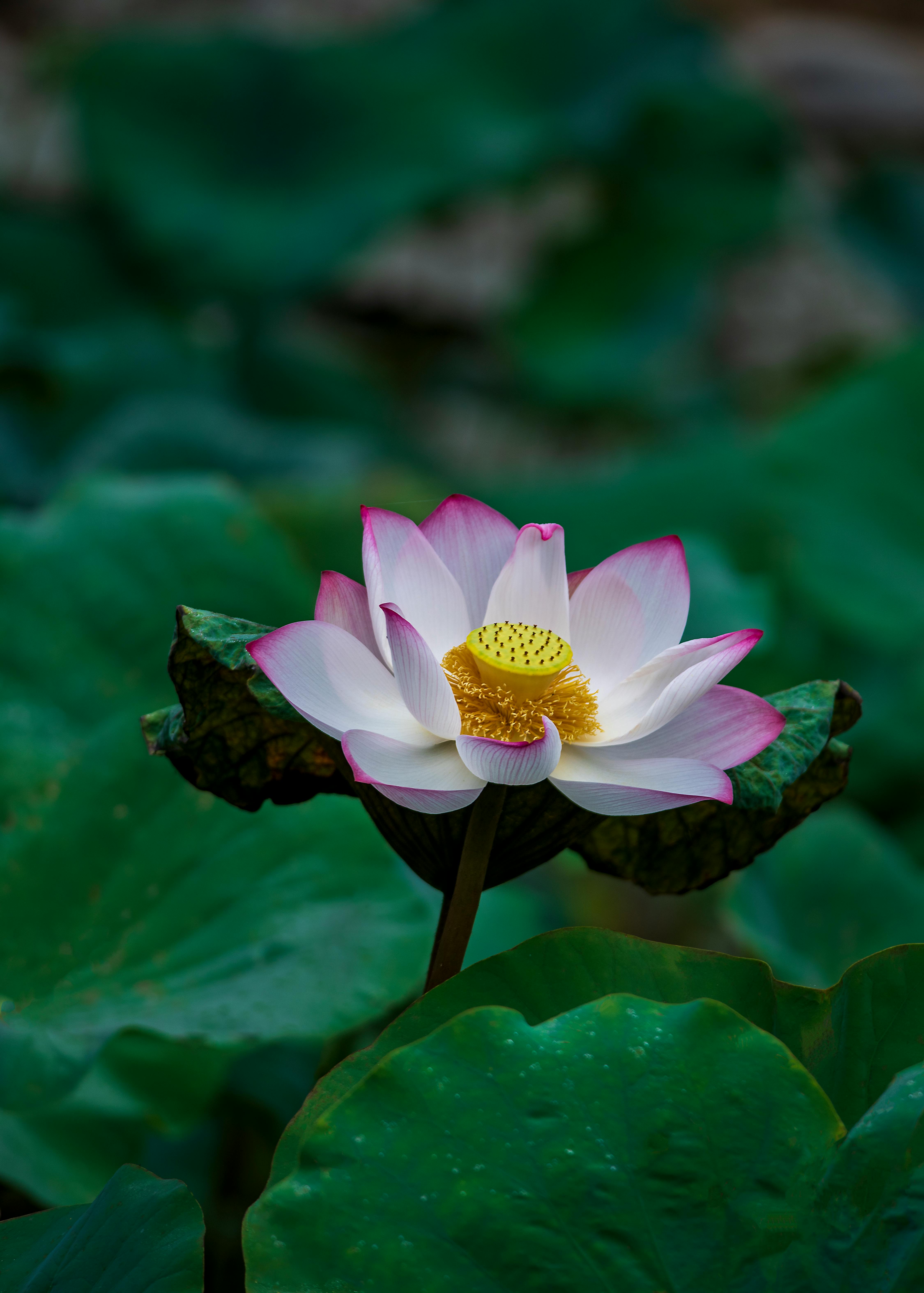 Hoa Đỏ (Red Flower): Hoa đỏ là biểu tượng của tình yêu và sự đam mê. Đây là một trong những loại hoa đẹp nhất và được yêu thích nhất trên thế giới. Hình ảnh hoa đỏ sẽ khiến bạn cảm thấy như bị cuốn hút bởi vẻ đẹp đầy sức sống của chúng. Hãy xem hình ảnh để cảm nhận sự tuyệt vời của hoa đỏ.