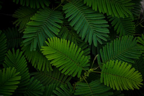 나뭇잎, 녹색, 양치식물의 무료 스톡 사진