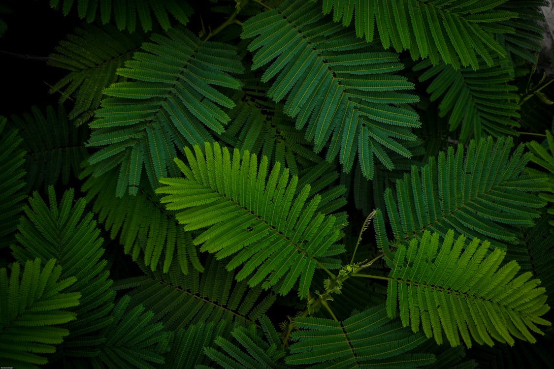 Close Up Photo of Fern Plants