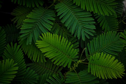 Free Close-up of lush green fern leaves displaying intricate foliage patterns. Stock Photo